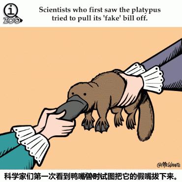 身体残缺的动物,新一代萌物鸭嘴兽