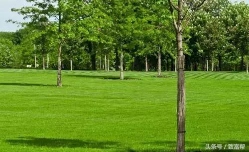 财富农观察｜从牧草到草坪，厉害了我的草！