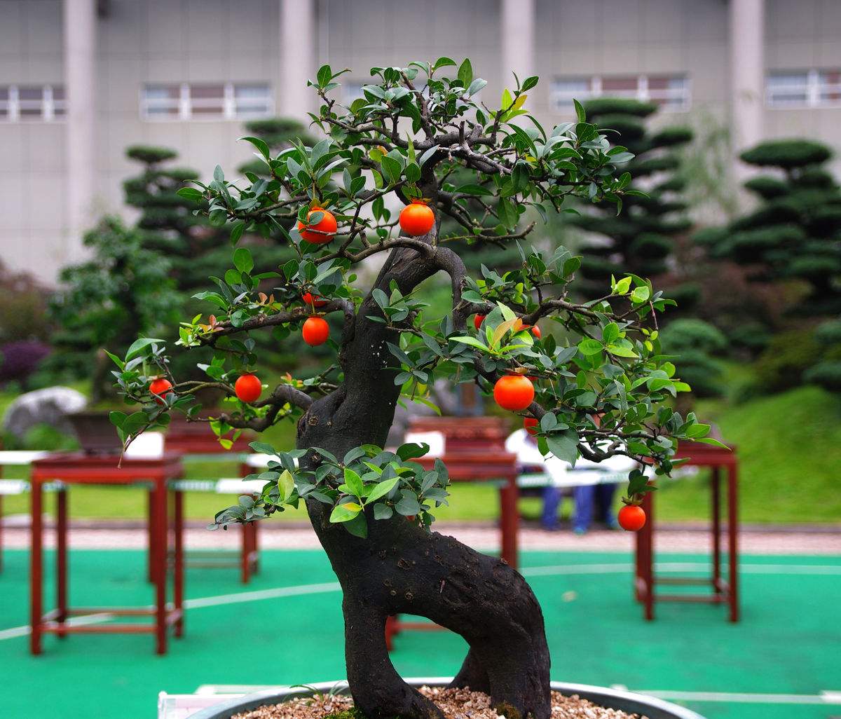 金弹子怎么养长得快,金弹子怎样快速长果