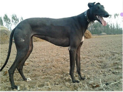 一个月的格力犬怎么挑选幼犬,挑选小格力犬的方法和技巧是什么