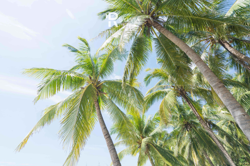 春节去三亚避寒攻略,冬天来三亚避寒