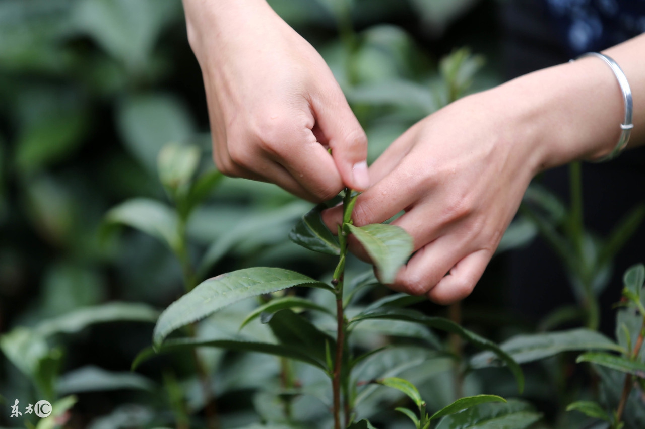 绿茶精品黄山毛峰,黄山毛峰是绿茶吗