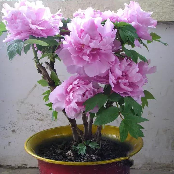 十大最香花卉,十大流行花卉排行榜