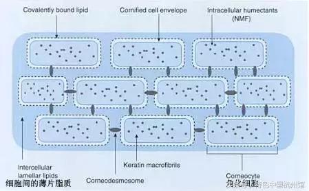 既能补水又能锁水的爽肤水推荐,皮肤干燥怎么补水锁水