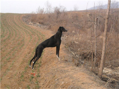 一个月的格力犬怎么挑选幼犬,挑选小格力犬的方法和技巧是什么