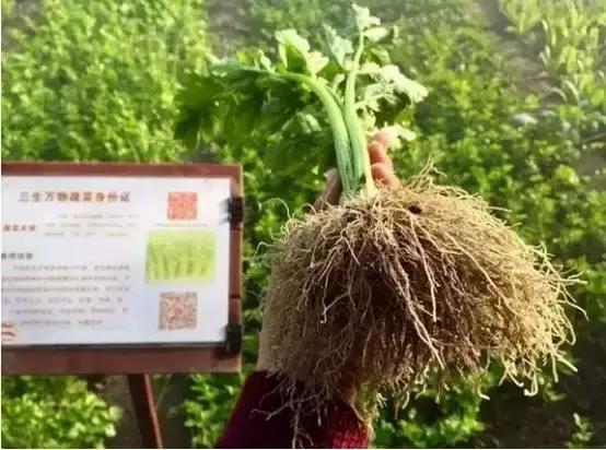 如果你的农庄是凤姐，如何把它打造成范冰冰？（附农庄改造案例）