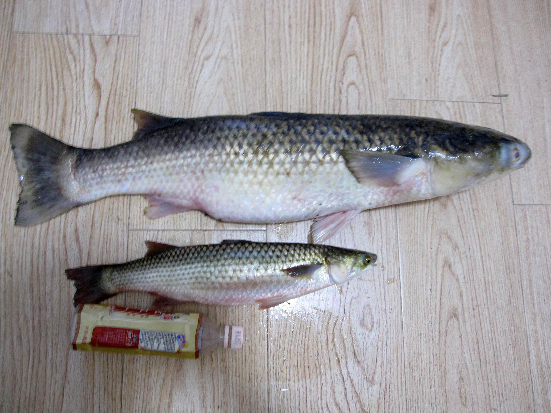 湛江钓水面乌头,湛江雷州钓乌头