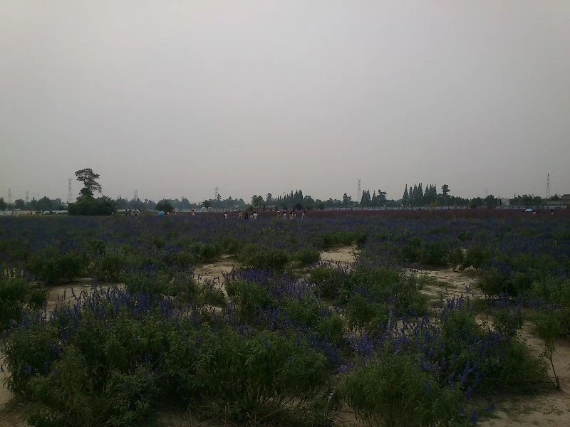 郫都区附近的农家乐和休闲农庄,郫都妈妈农庄照片