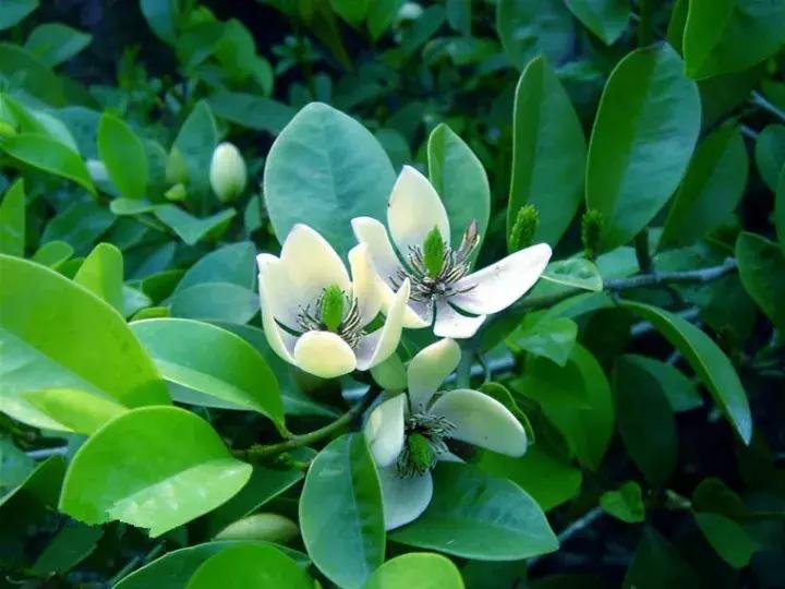 十大最香花卉,十大流行花卉排行榜