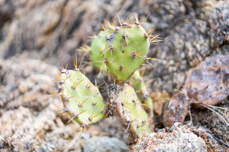 春节去三亚避寒攻略,冬天来三亚避寒