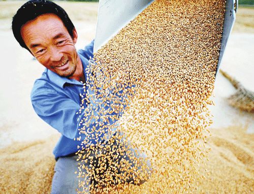 玉米卖不了存粮食银行，不仅保质赚利息，还防止收购企业拖欠粮款