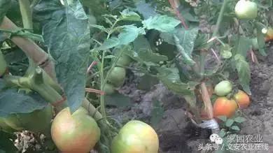 番茄坐果不好怎么办,番茄授粉率低怎么办