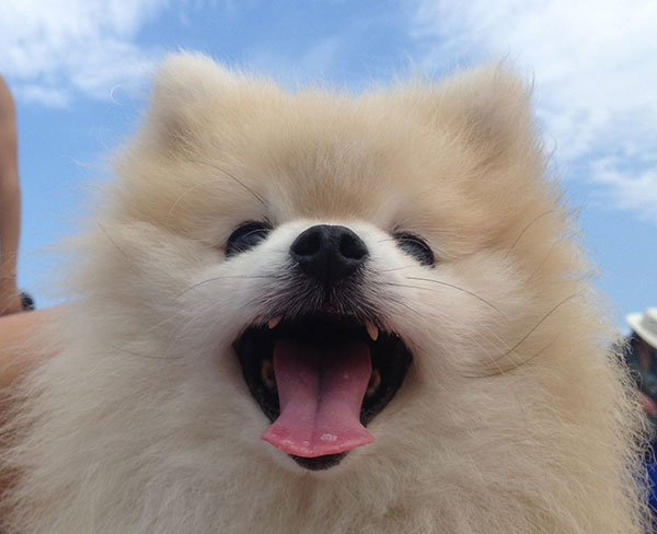 博美狗狗名字大全洋气,博美品种的狗有哪种特点和性格