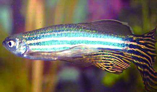 小型热带斑马鱼能在店里养吗,热带斑马鱼对水温要求