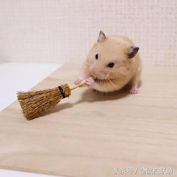 仓鼠帮另一只仓鼠照顾宝宝,仓鼠的哪一个动作代表它很开心