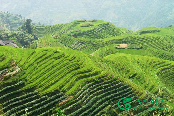 桂林除了山水还有什么特色,桂林都有哪些值得带的特产