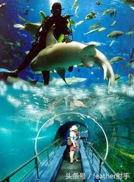 北京海洋馆和上海海昌海洋馆,北京海洋馆中华鲟馆