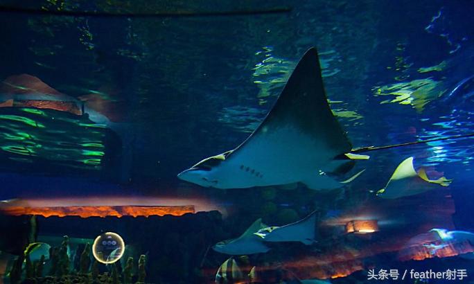 北京海洋馆和上海海昌海洋馆,北京海洋馆中华鲟馆