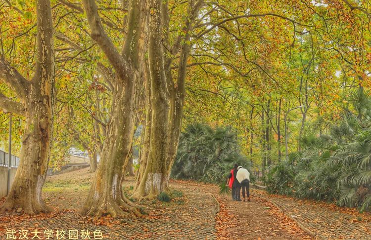 十大最美校园深圳大学,探访最美大学武汉大学