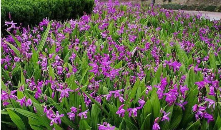 白芨的防病过程,白芨种植用药配方