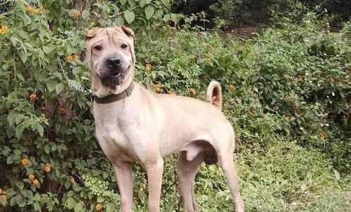 狗狗品种大全及图,狗狗品种大全价格