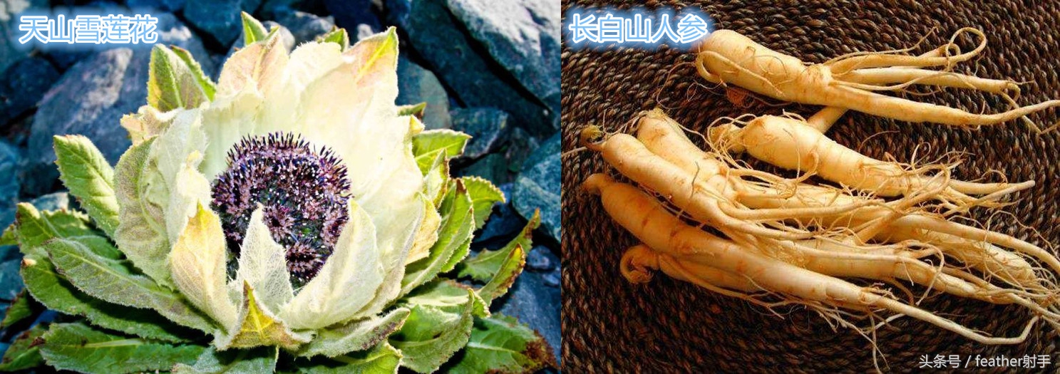 长白山天池人参鹿肉干,天山大盘鸡长春