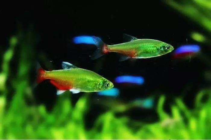 小型热带斑马鱼能在店里养吗,热带斑马鱼对水温要求