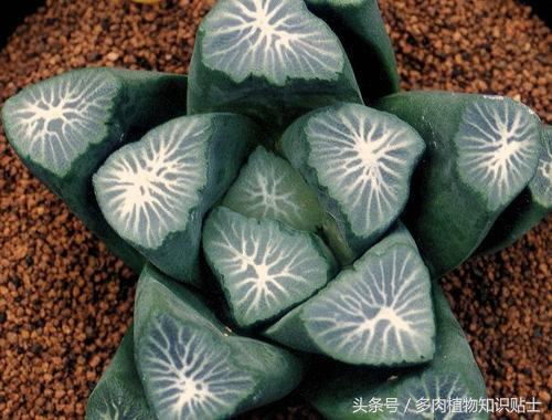 日本也买假货？这些多肉植物就是铁证！