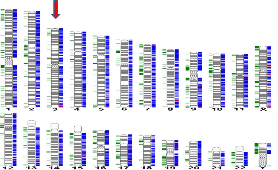 胎儿11号染色体高风险,胎儿10号染色体有一段缺失