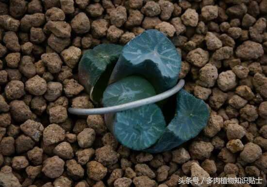 日本也买假货？这些多肉植物就是铁证！