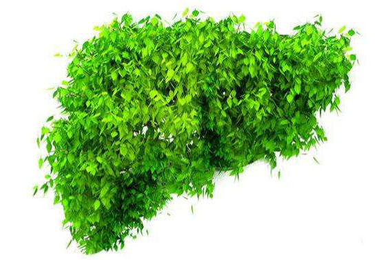 肝功能哪项指标高说明肝有问题,肝功能指标偏高用什么药降下来