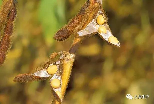 植物传播种子的方法有哪些二年级,植物的果实和种子传播方式有哪些