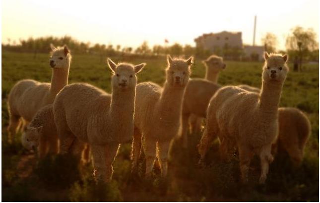 干露酒庄,干露酒庄魔爵赤霞珠红葡萄酒2009