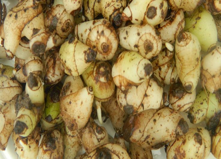 白芨种植技术提高白芨产量,白芨种植三年亩产收益