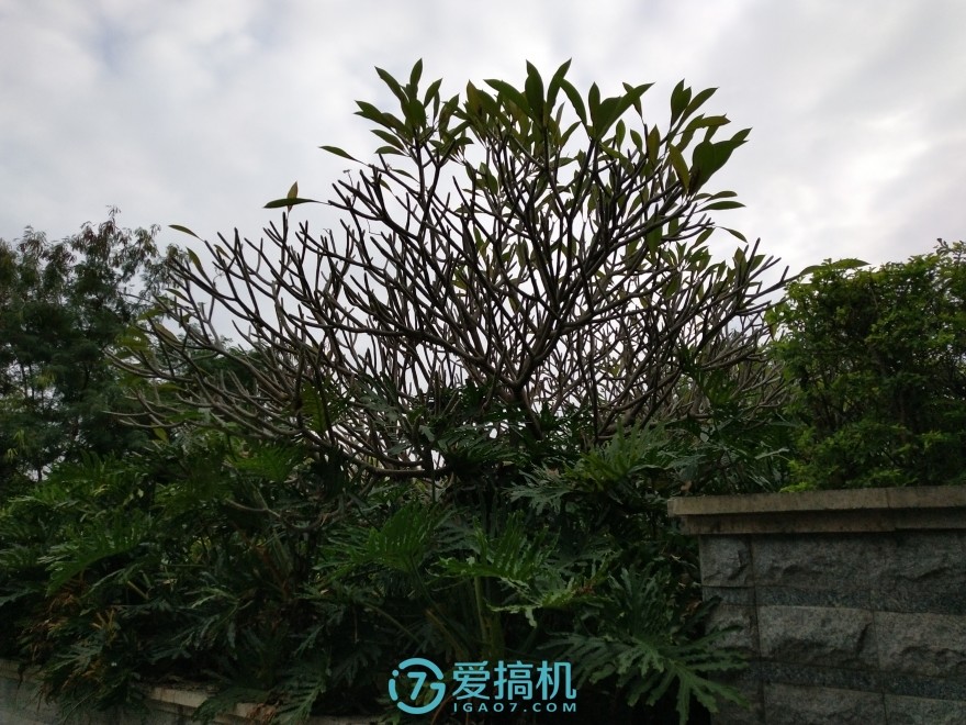 vivox20手机年度最佳拍照,vivox20柔光双摄测试