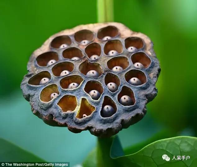 植物传播种子的方法有哪些二年级,植物的果实和种子传播方式有哪些