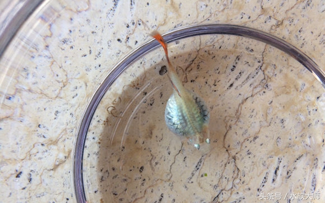 孔雀鱼分娩过程中捞出来,孔雀鱼分娩的预兆