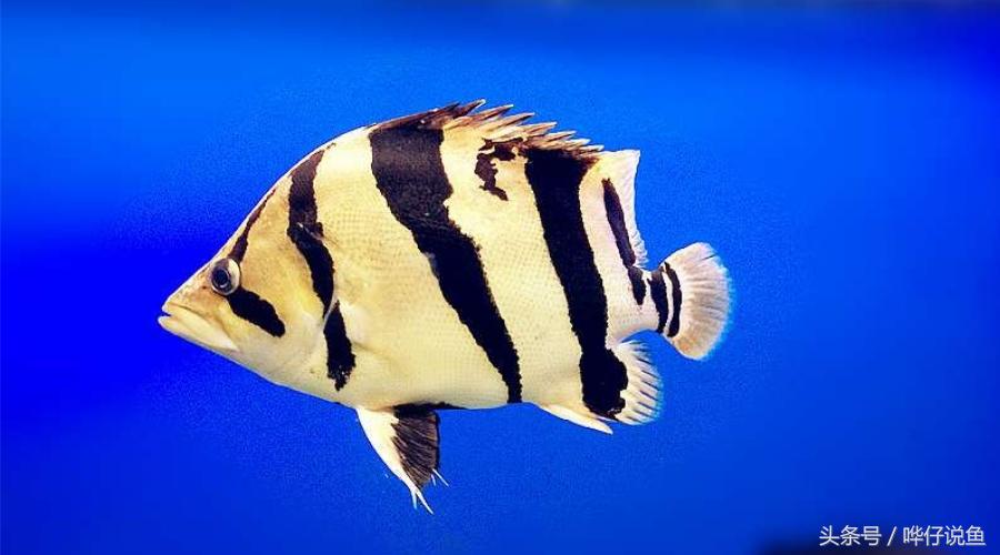 观赏鱼大缸单养霸气的泰国虎鱼,高端观赏鱼泰国虎鱼怎么样