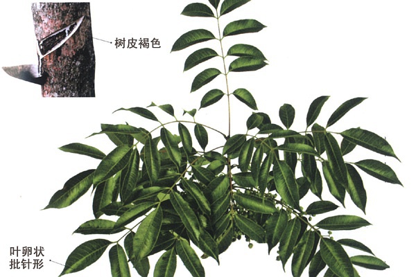 装修设计涂料,家居设计导读