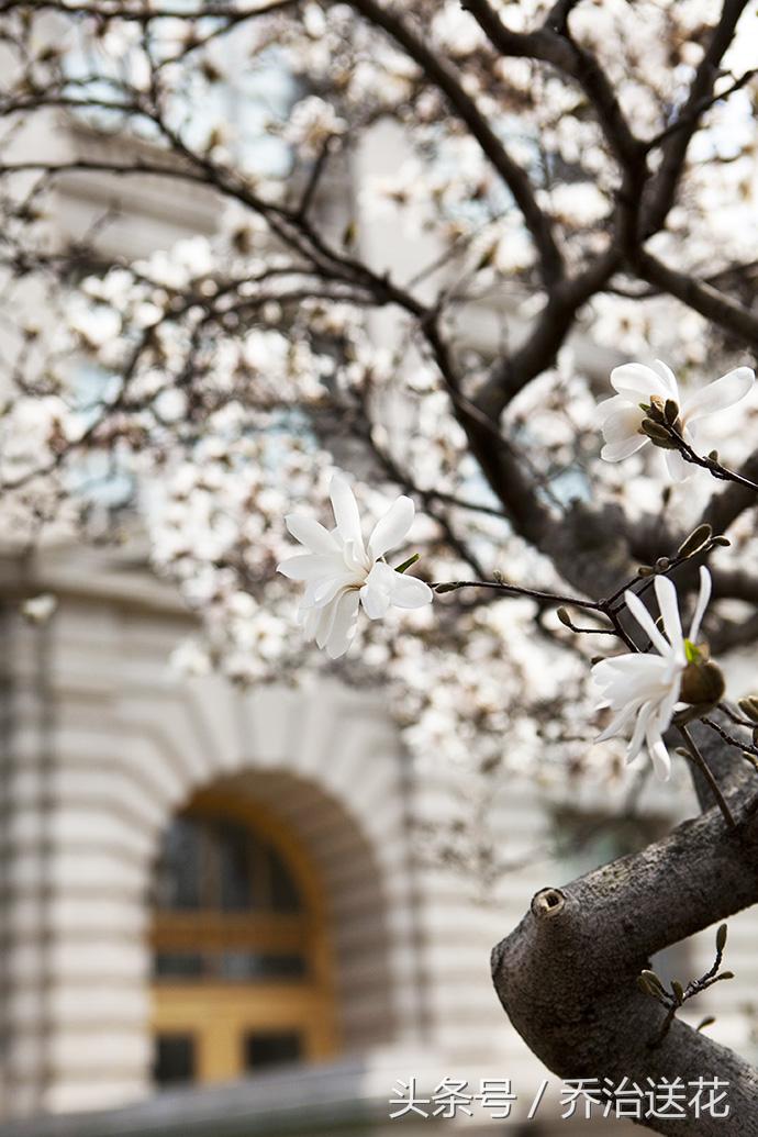 祖玛珑香水星花木兰,祖马龙花木兰香氛