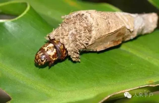 幺蛾子介绍,蛾子的宝宝