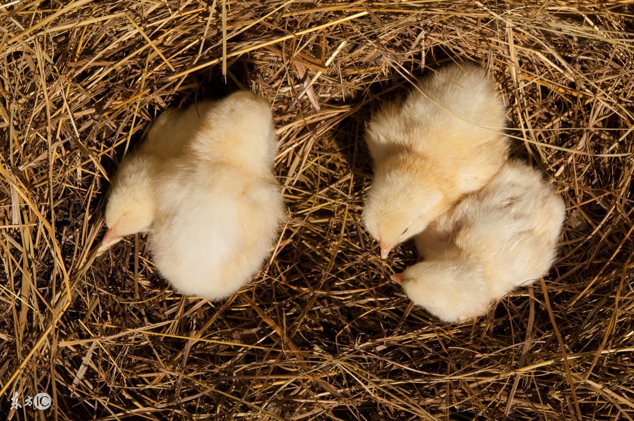 鸡马立克病有什么特征,鸡群为什么容易发病