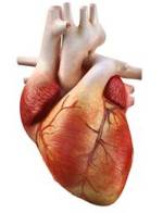 你知道吗，人体是由什么组成的？