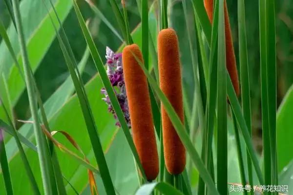 诗经植物图鉴内容,诗经中30植物名