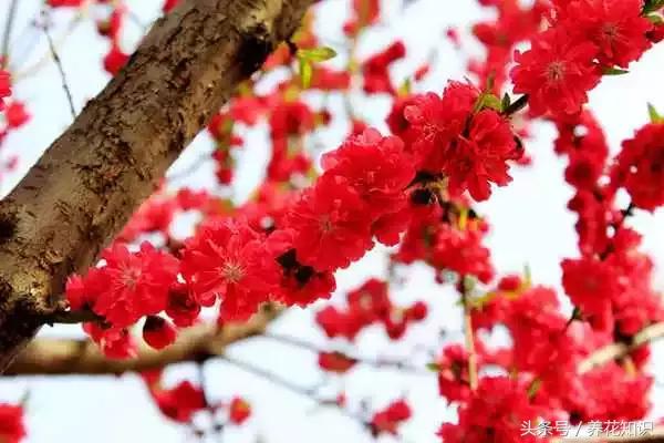 诗经植物图鉴内容,诗经中30植物名