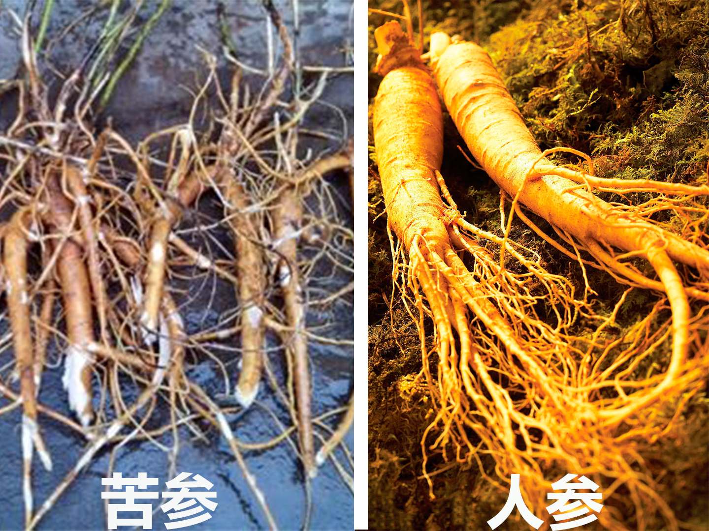 鑻﹀弬浜哄弬鍖哄埆,澶у璁よ瘑閲庣敓妞嶇墿