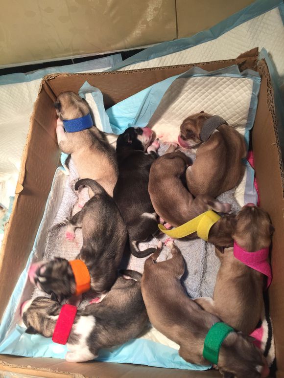 二哈怀孕两个月肚子什么样子,二哈怀孕第5周