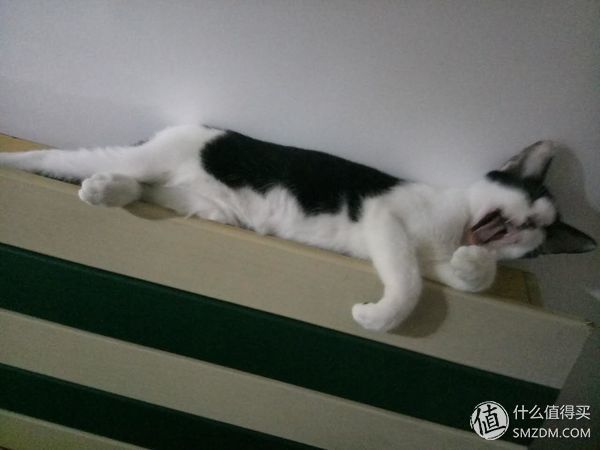 捡到的猫咪要不要归还给原主子,捡到一只流浪猫要注意事项