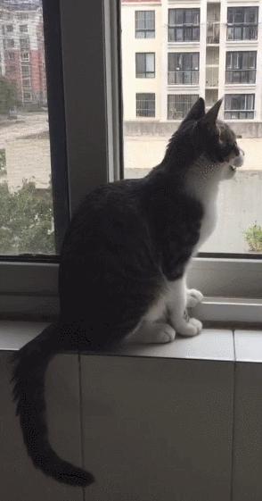 捡到的猫咪要不要归还给原主子,捡到一只流浪猫要注意事项