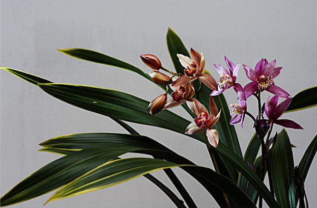 常见的药用兰花图片,路边很常见兰花图片